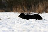 BORDER COLLIE 1136